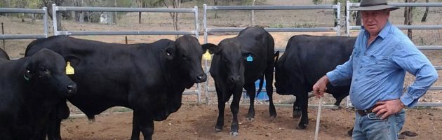 Lad herding 4 cows with his trusty Cane