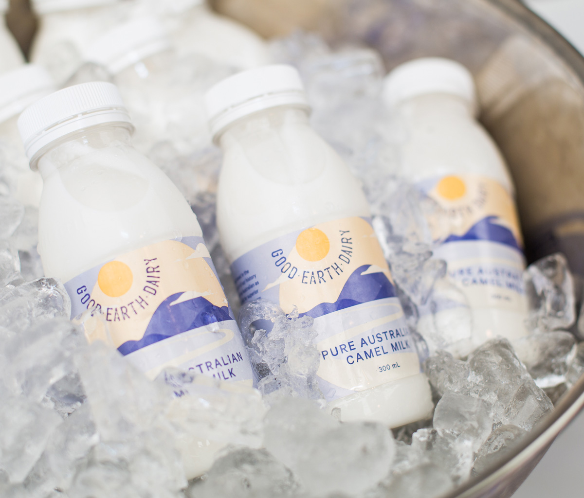 Camel milk touted as the next big export industry AFDJ