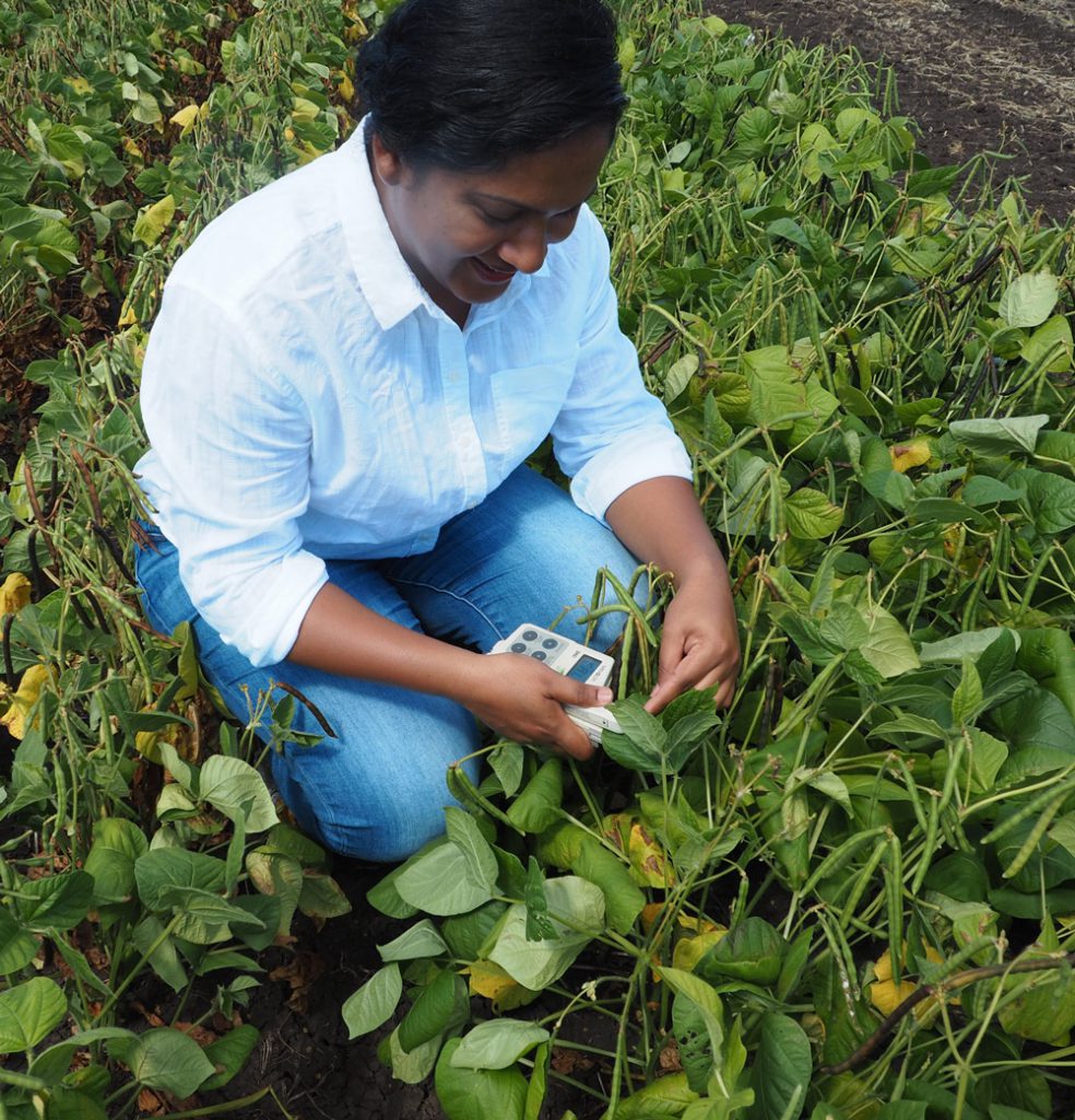 Mungbean
