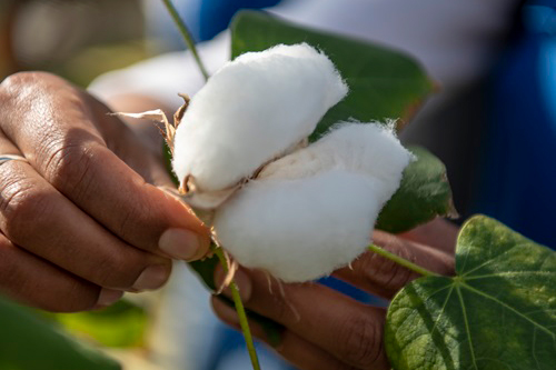 In their 50-year partnership, CSIRO and CSD have delivered 116 cotton varieties to growers