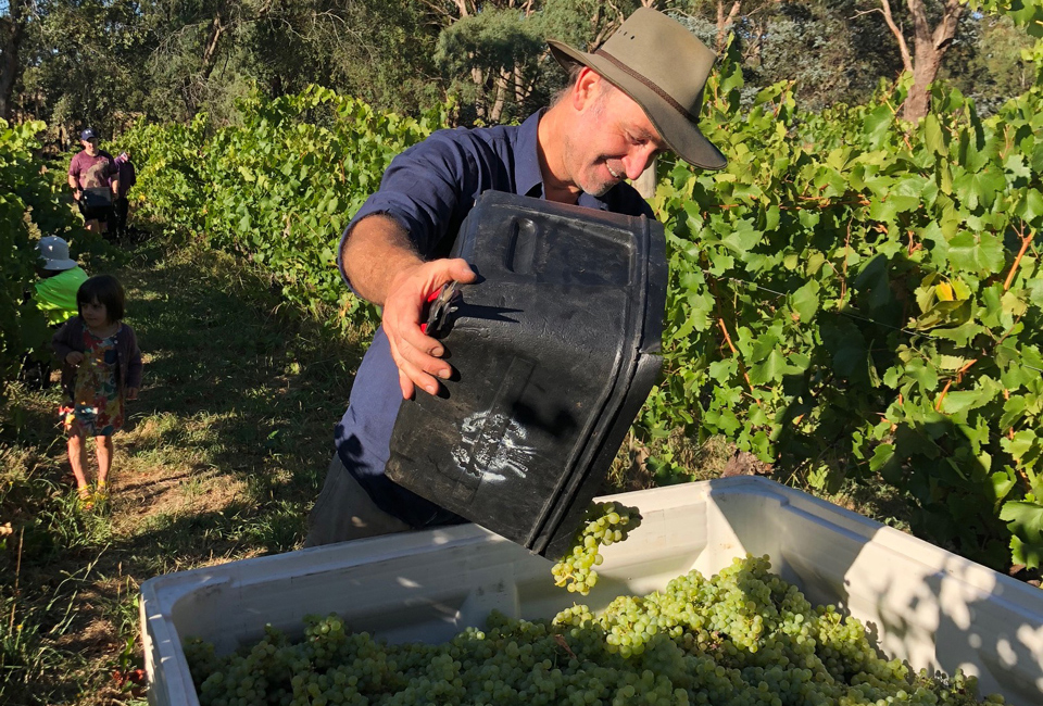 Young Gun of Wine 2021: Ben Rankin, Wilimee