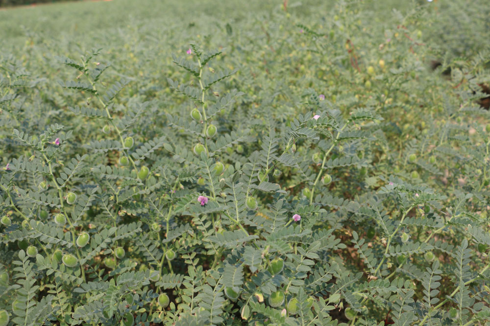 Chickpea research